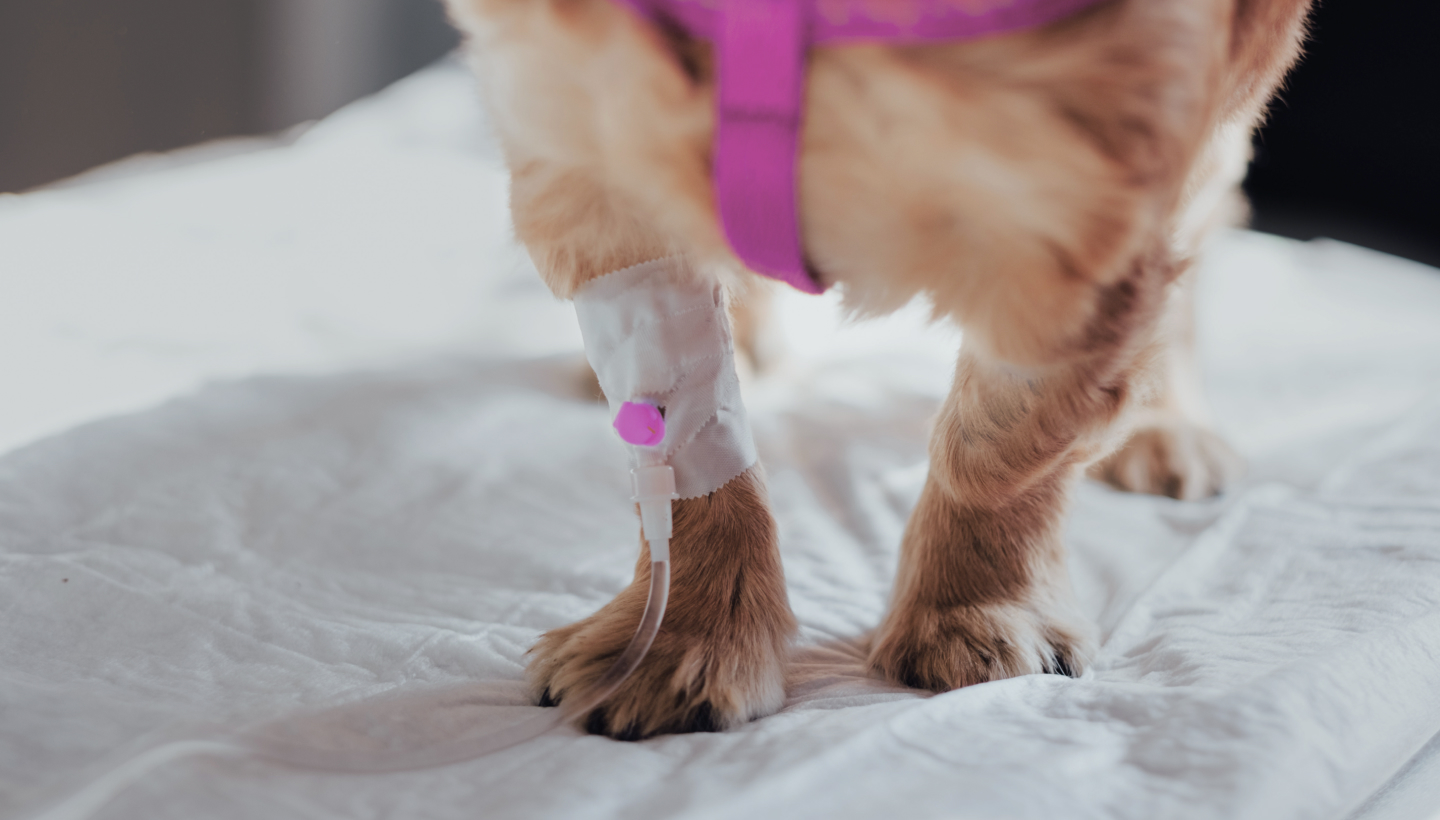 About Kindred Pet Care and Dr. Jennifer Boland