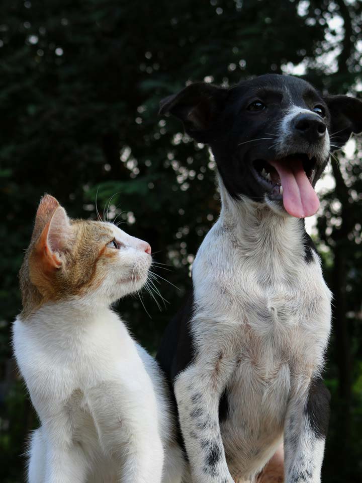 Common Pet Health Myths Debunked by a Veterinarian in St. Charles