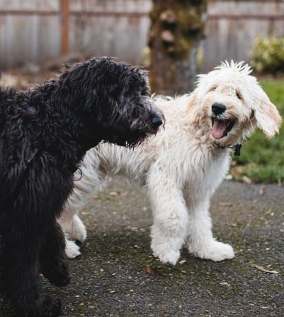 Common Pet Health Myths Debunked by a Veterinarian in St. Charles